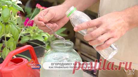 Новости: Зачем комнатным растениям летом уксус? Чудо-раствор для полива от Ивана Русских