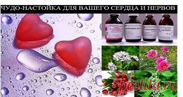 ЧУДО-НАСТОЙКА ДЛЯ ВАШЕГО СЕРДЦА И НЕРВОВ.