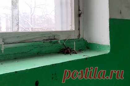 Жителей дома в российском городе припугнули гигантским пауком. Жителей дома в Уфе припугнули гигантским пауком. Шкуру членистоногого на подоконнике в подъезде решил оставить сосед, предположили в Центре реабилитации диких животных. Самого паука в подъезде не обнаружили. Вряд ли он самостоятельно забрался на подоконник в зимнее время: паук предпочел бы влажное и тихое место.