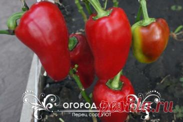 Перец сладкий Уют, семена | ОГОРОД.сайт