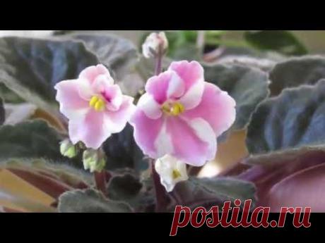 Что не дает фиалке цвести шапочно . Основная причина.