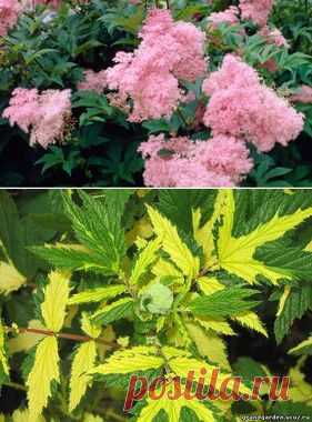 ФИЛИПЕНДУЛА или ЛАБАЗНИК | Самоцветик