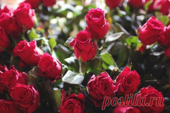 Подкормка роз
Подкормка роз должна являться предметом особой заботы цветовода. В первый год выращивания розы подкармливают скромно — 4 подкормки за сезон. А со второго года уже делают полноценные подкормки.
Серьёзной ошибкой является внесение свежего коровьего навоза или птичьего помёта после весенней посадки саженцев. Для молодых саженцев такое 