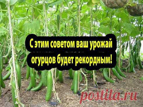 Дачные советы!.