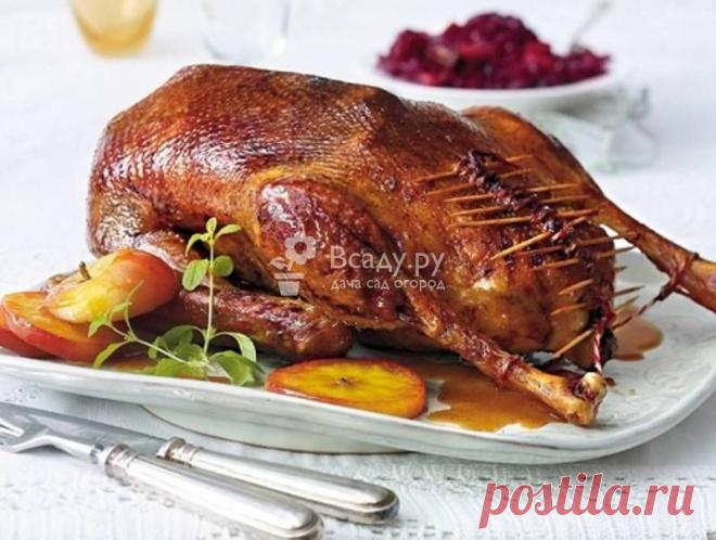 Рецепт приготовления гуся с гречкой, грибами  фото Запеченный гусь на Рождество: пошаговый рецепт приготовления с фото. Ингридиенты рассола, сколько вымачивать, секреты приготовления, как фаршировать