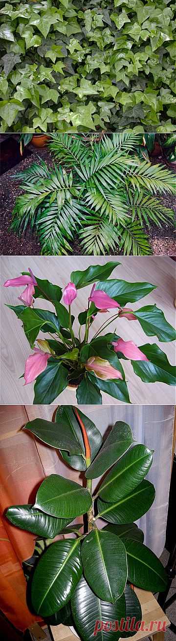 Эти 5 комнатных растений должны быть в каждой квартире, доме и офисе | Самоцветик