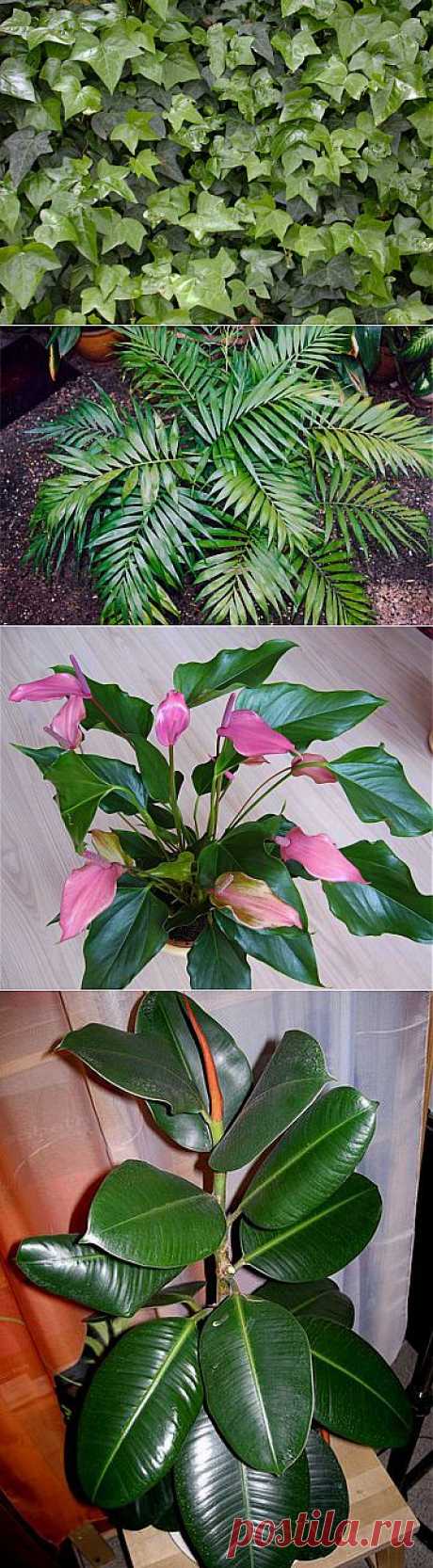 Эти 5 комнатных растений должны быть в каждой квартире, доме и офисе | Самоцветик