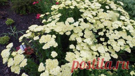 Тысячелистник в саду. Как ухаживать за садовым тысячелистником