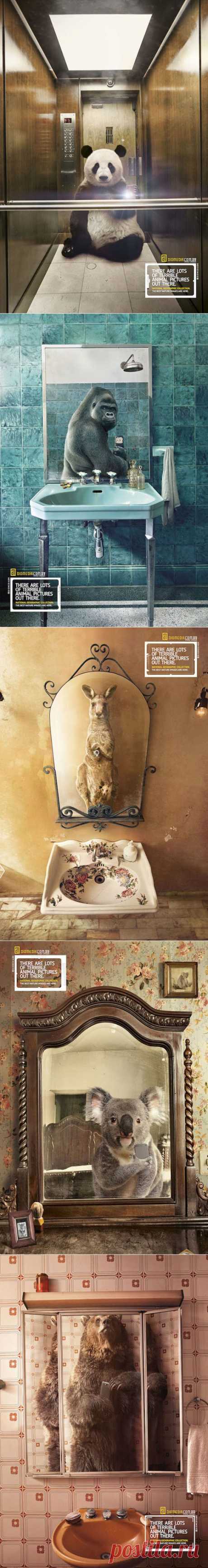 Селфи животных от National Geographic - в блоге Blogbaster.org