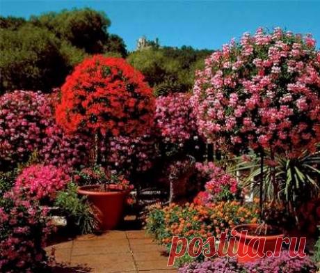 КАК ЧЕРЕНКОВАТЬ ПЕЛАРГОНИИ (ГЕРАНИ)