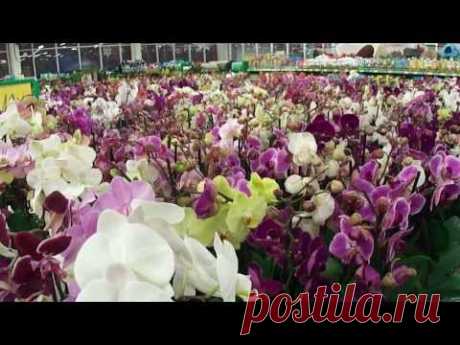 Успеный цветовод. ОРХИДЕЯ. Как ухаживать, пересадка, подкормка, полив flowers - YouTube