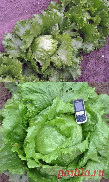 Салат «Айсберг» на грядке: выращивание и уход | Дача - впрок