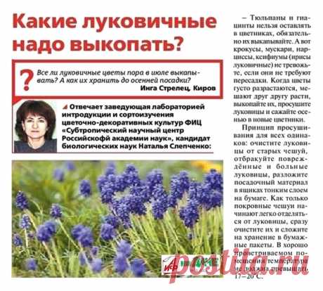 Какие луковичные надо выкопать