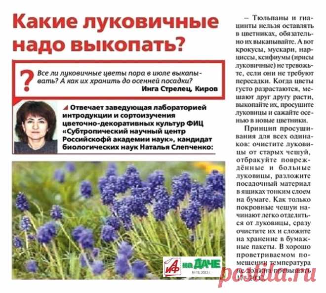 Какие луковичные надо выкопать