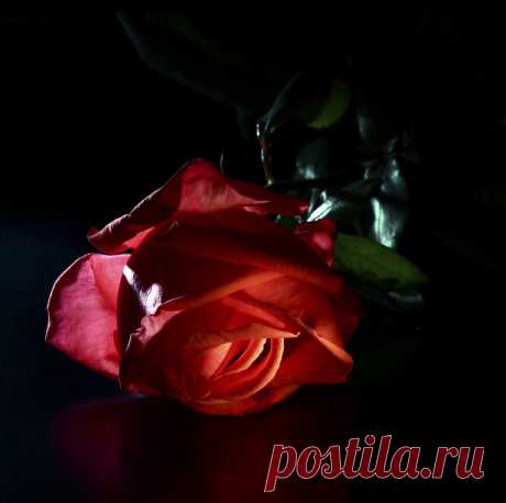 Цветы на чёрном фоне