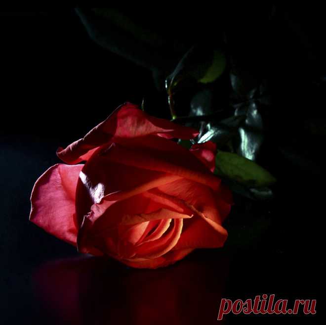 Цветы на чёрном фоне