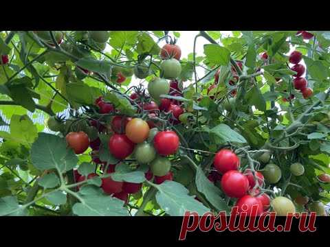 Всего две капли в августе ускорят созревание томатов!