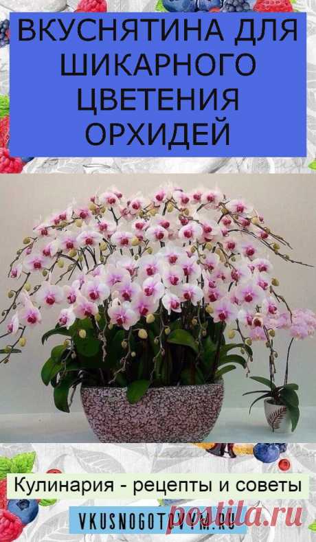 ВКУСНЯТИНА ДЛЯ ШИКАРНОГО ЦВЕТЕНИЯ ОРХИДЕЙ