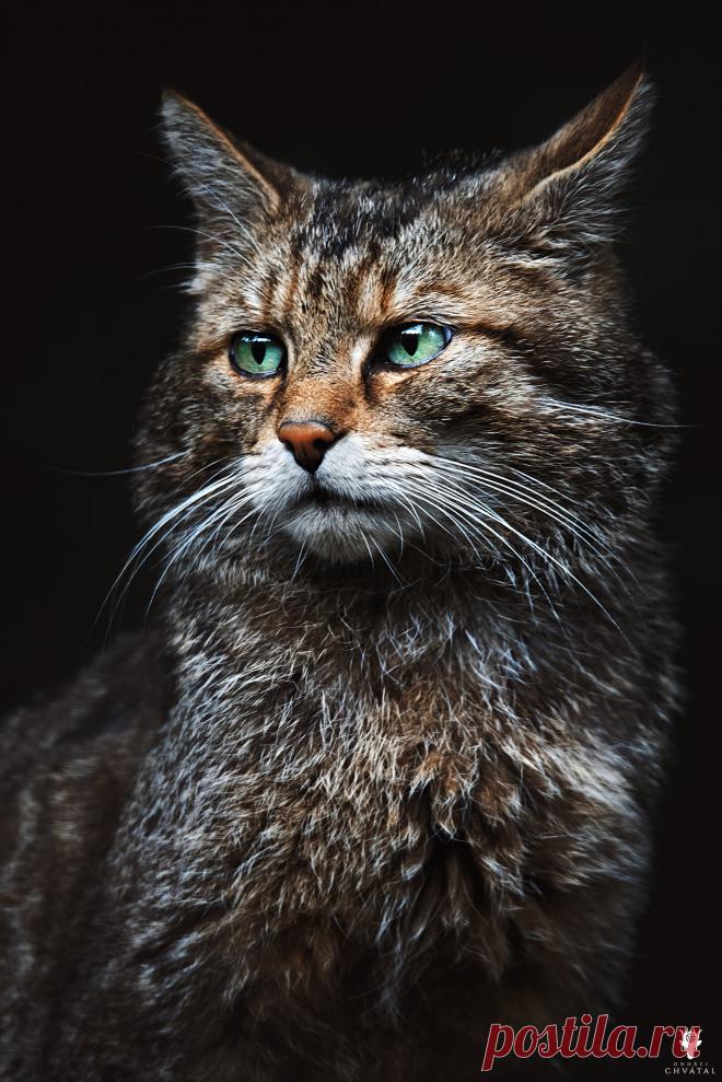 Фото Кошка на черном фоне, страница