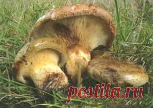 Маринуем свинушки (грибы)