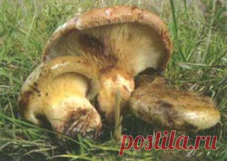 Маринуем свинушки (грибы)