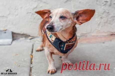 11 причин взять из приюта взрослую собаку вместо щенка / Питомцы