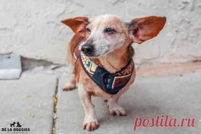 11 причин взять из приюта взрослую собаку вместо щенка / Питомцы