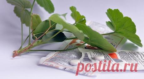 Янтарная кислота для комнатных растений