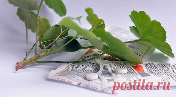 Янтарная кислота для комнатных растений