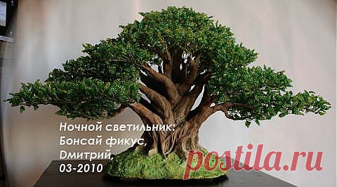 Ночной светильник: Бонсай фикус