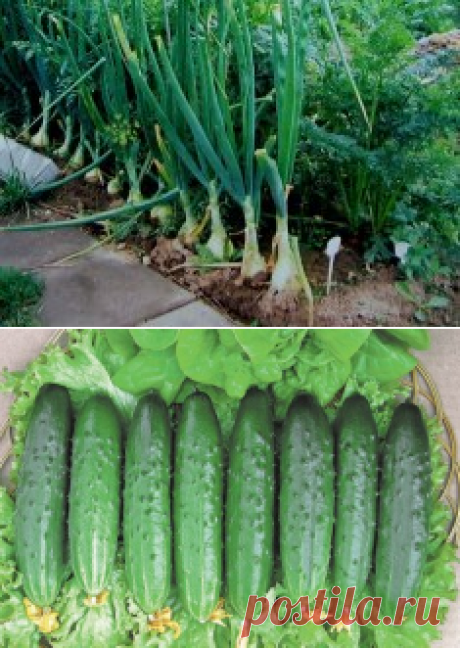 Одноклассники ОГУРЕЧНЫЕ ПРОБЛЕМЫ
Сохраните, чтобы не потерять!