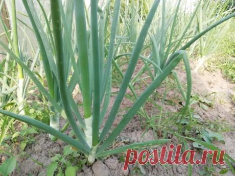 Что можно сажать после лука в тот же год: для тех, кто ценит каждый клочок. Огородники, которые не любят простаивающие грядки, давно заметили: после уборки лука земля остаётся удивительно «живой».