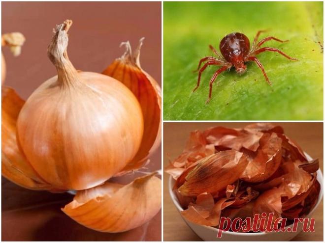 Удобрения для комнатных растений