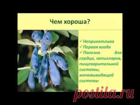 Жимолость. Тонкости выращивания