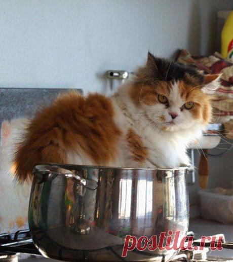 Без кота и жизнь не та