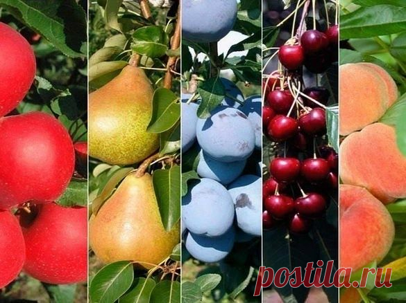 Посадка деревьев совместимость - Садоводка