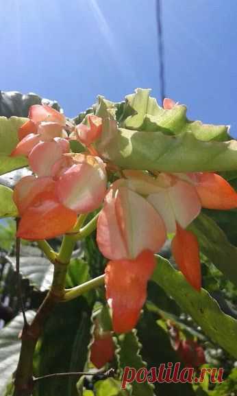 Google+ – #flowers