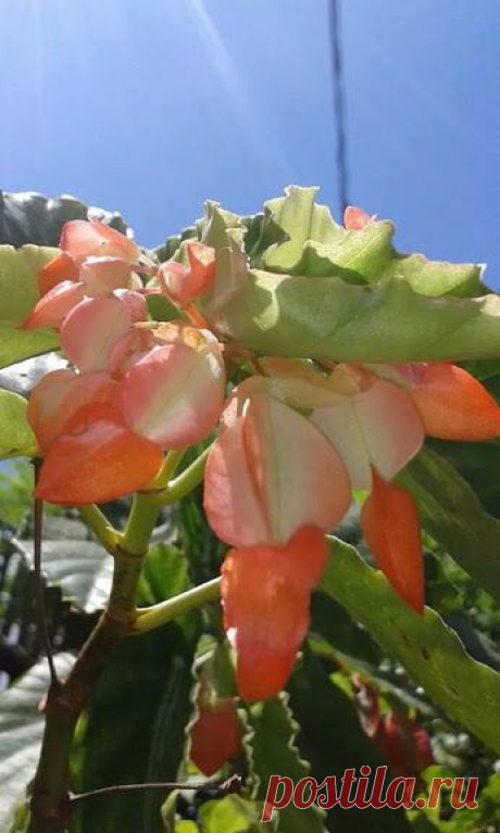 Google+ – #flowers