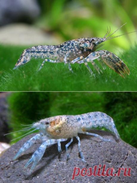 Форум аквариумистов • Просмотр темы - Карликовый болотный рак.