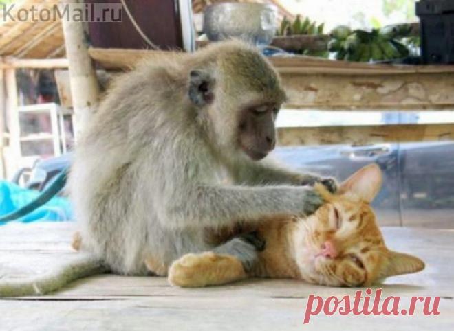 Ох! И хорошо мне ! | KotoMail.ru