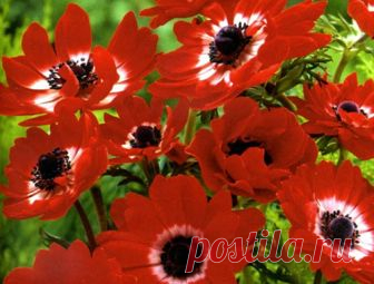 Растет Анемоне – цветок вдохновенья.