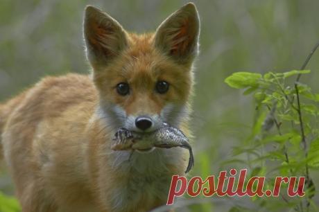 «Кто рано встает» Бредущий с утренней рыбалки милый лисёнок на снимке Александра: nat-geo.ru/community/user/218920. А у вас что на завтрак?