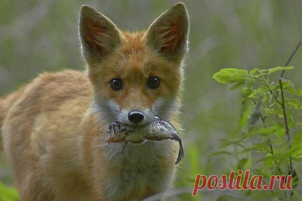 «Кто рано встает» Бредущий с утренней рыбалки милый лисёнок на снимке Александра: nat-geo.ru/community/user/218920. А у вас что на завтрак?