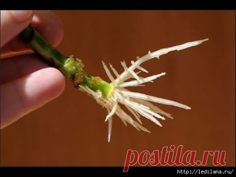 СТИМУЛЯТОРЫ ОБРАЗОВАНИЯ КОРНЕЙ