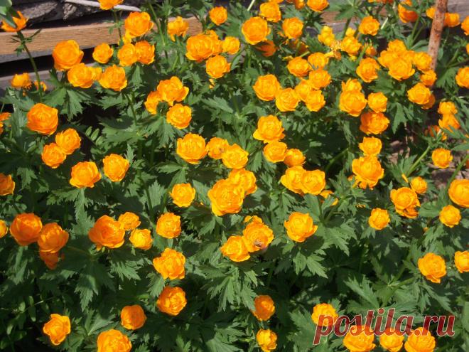 Купальница кавказкая.