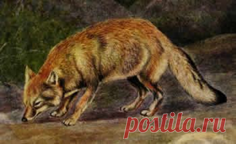 Корсак | Рыбалка и охота в Казахстане