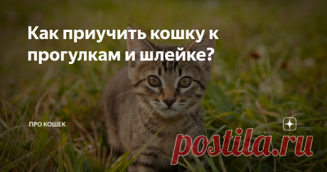 Как приучить кошку к прогулкам и шлейке? Если Вы планируете начать выводить своего питомца на прогулки, наберитесь терпения, ведь животному потребуется время, чтобы привыкнуть, вот пошаговая инструкция по приучению