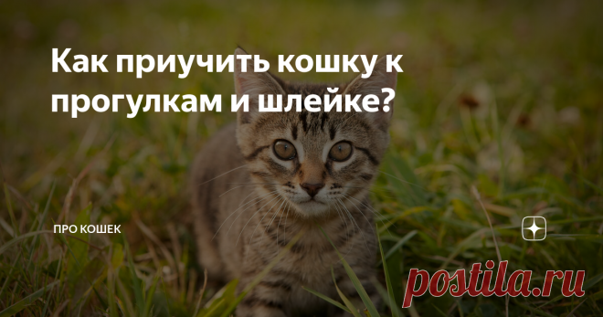 Как приучить кошку к прогулкам и шлейке? Если Вы планируете начать выводить своего питомца на прогулки, наберитесь терпения, ведь животному потребуется время, чтобы привыкнуть, вот пошаговая инструкция по приучению