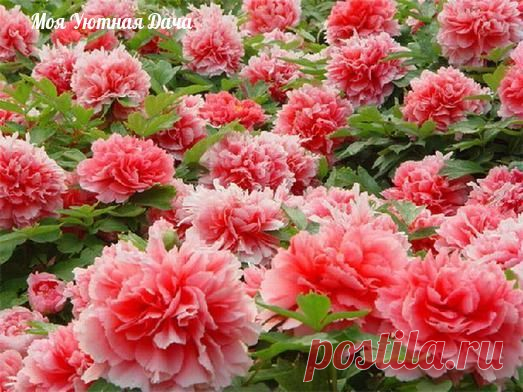 Приумножим красоту пиона