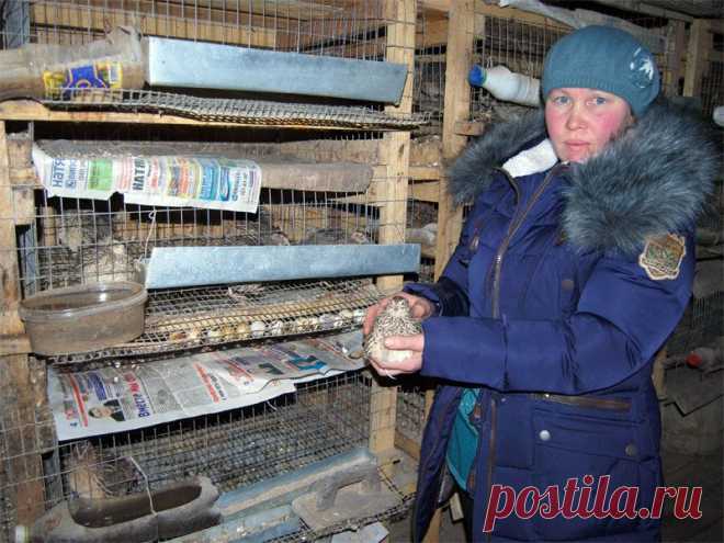 Супруги Аптыковы из деревни Новониколаевка Мишкинского района, узнав о пользе перепелиных яиц, принялись за разведение этих диковинных птиц
